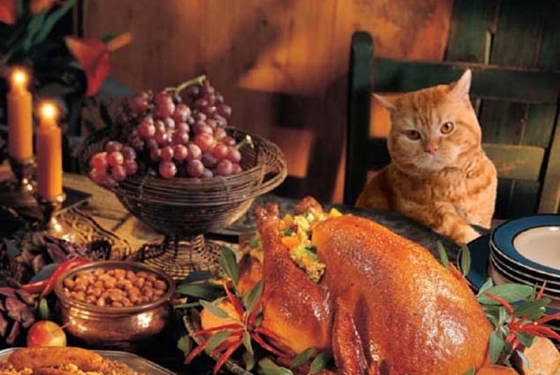 Thanksgiving Cat, Thanksgiving, table setting, cats, animals, HD wallpaper