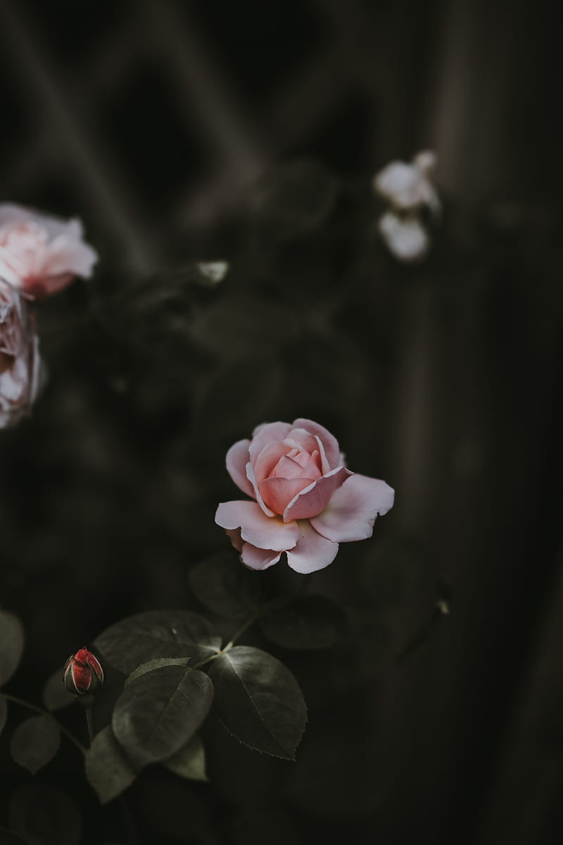 Selective focus o pink rose, HD phone wallpaper | Peakpx