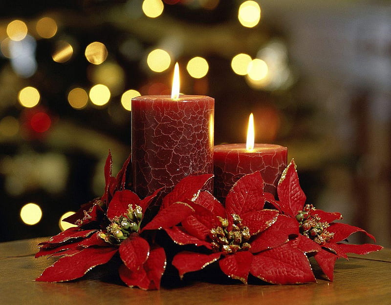 Velas navideñas, rojo, poinsetia, dia de fiesta, velas, Fondo de pantalla  HD | Peakpx