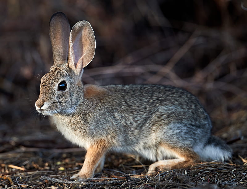 rabbit, hare, animal, fluffy, HD wallpaper