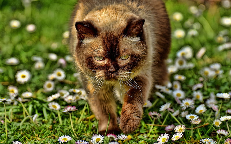 Brown British Shorthair, bokeh, domestic cat, R, brown cat, pets, cats, British Shorthair, cute animals, British Shorthair Cat, HD wallpaper