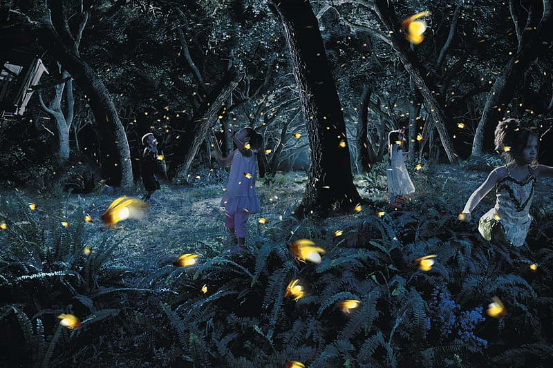 Fireflies hunt, forest, dark, hunt, firelfies, night, light, dan escobar, HD wallpaper