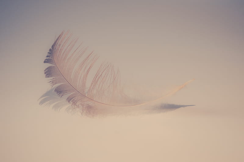 Feather Soft , feather, HD wallpaper