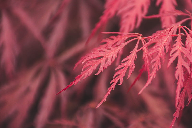 Red Leaf Macro , leaf, red, macro, graphy, nature, HD wallpaper
