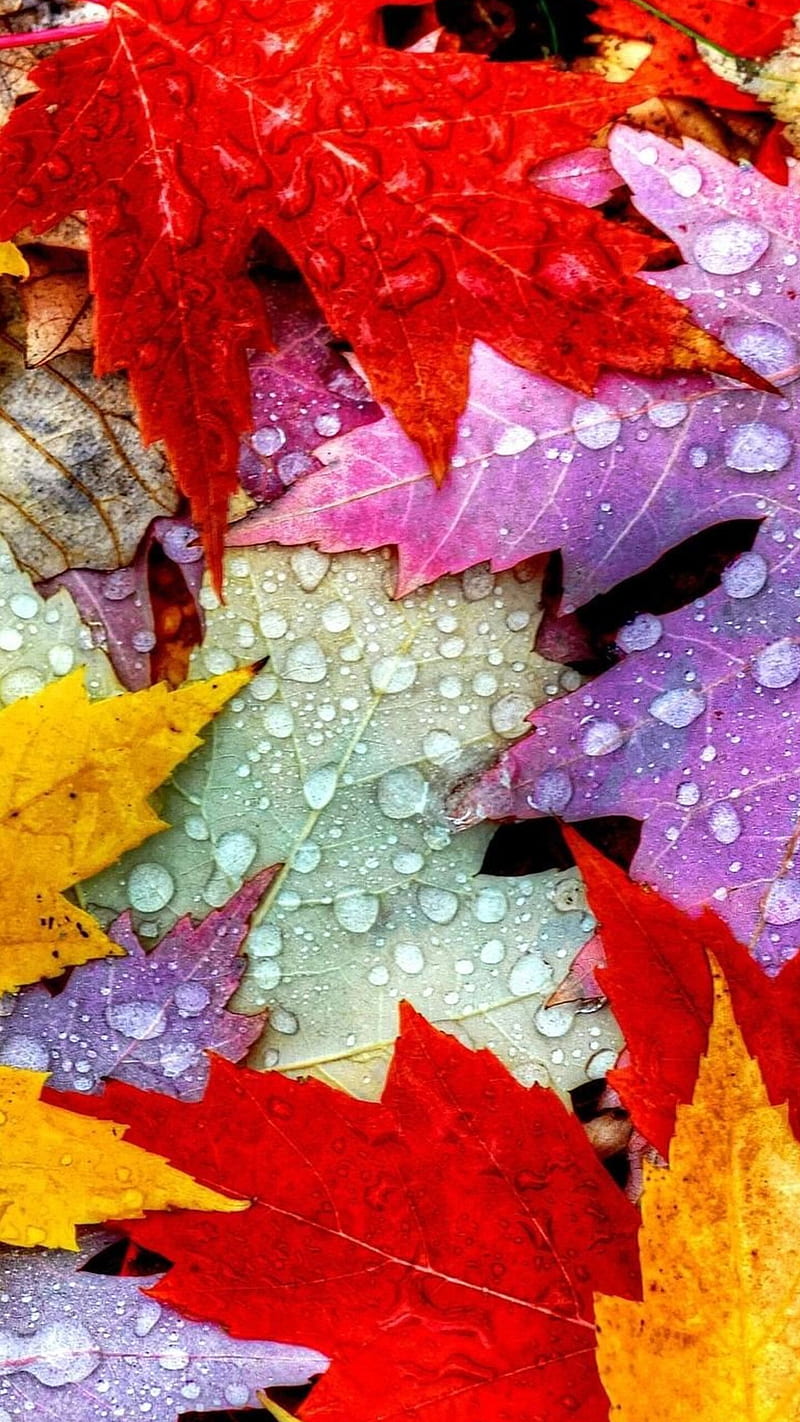 FREE AUTUMN LEAF WALLPAPER FOR YOUR DESKTOP OR PHONE. — Gathering Beauty