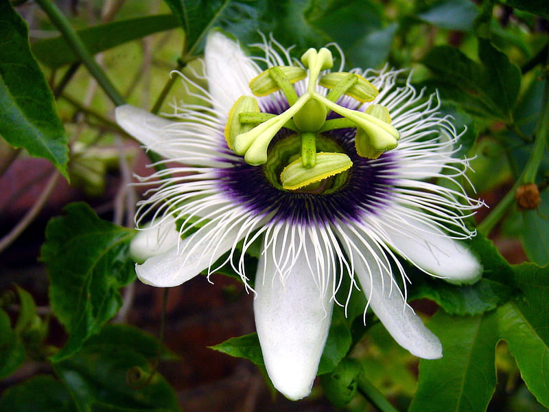 Once More with Passion . jpg, pretty, nature, bloom, passionflower, HD wallpaper