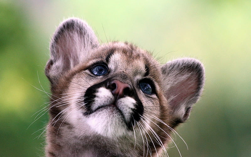 Mountain Lion Kitten, Mountain, Lion, Baby, Cub, HD wallpaper