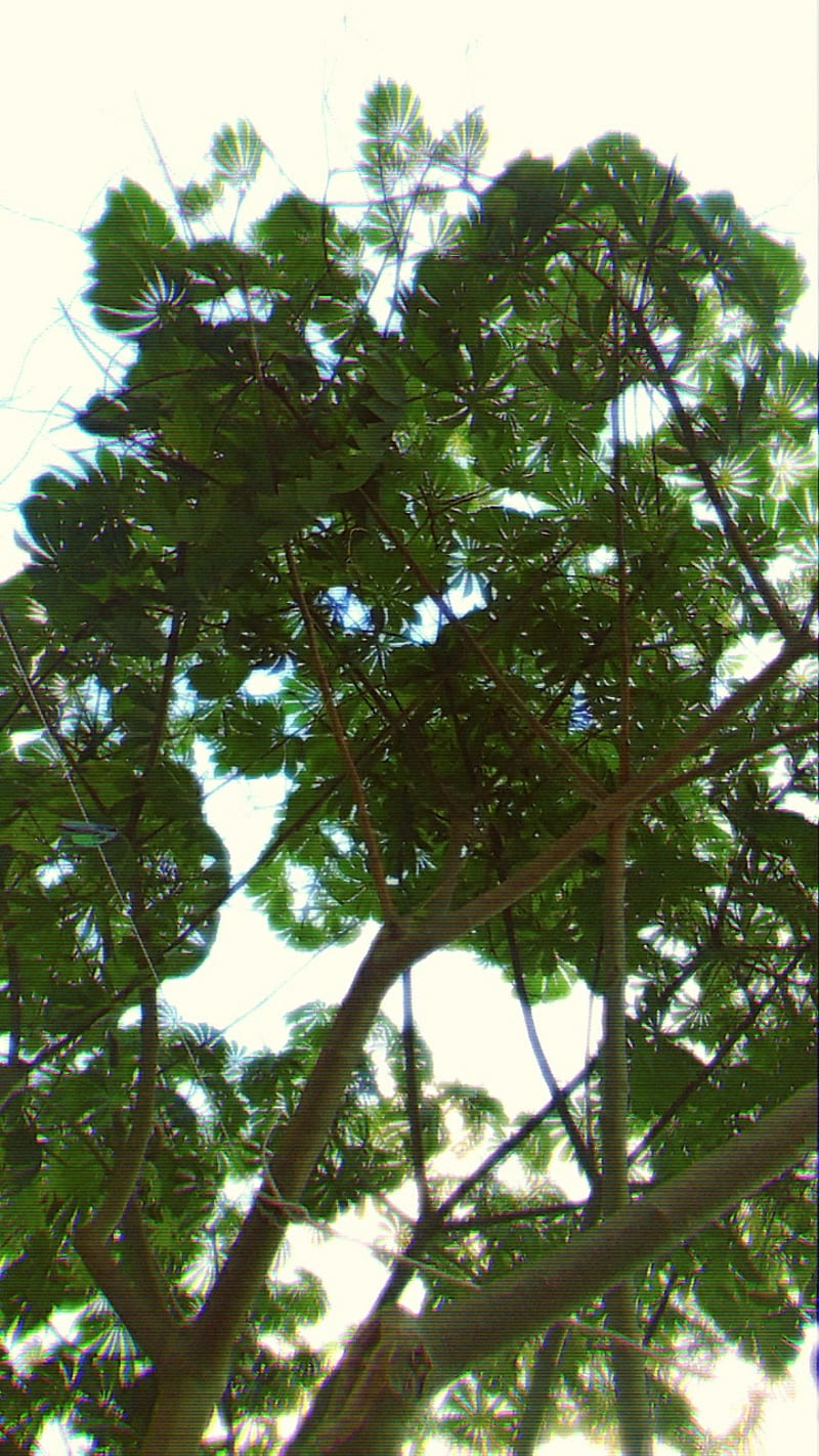Tree, tree, naturalesa, nature, real life, vida real, HD phone wallpaper