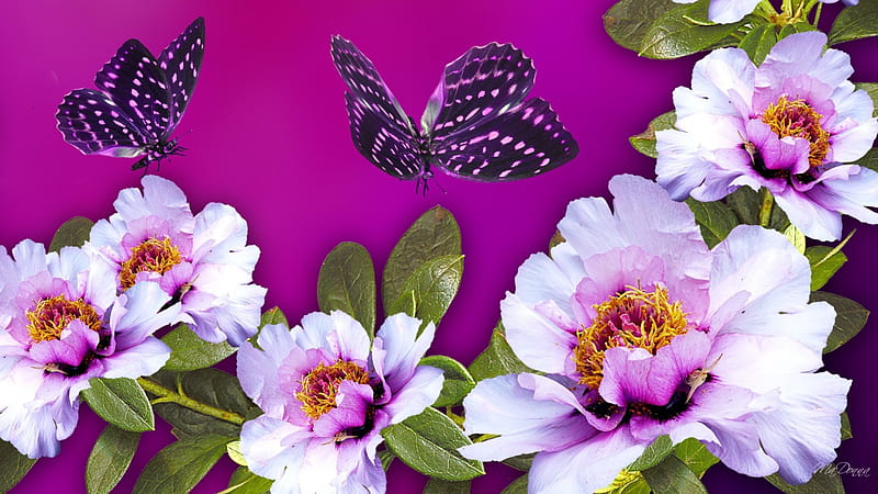 Joy of Purple and Pink, magenta, butterflies, spring, floral, purple ...