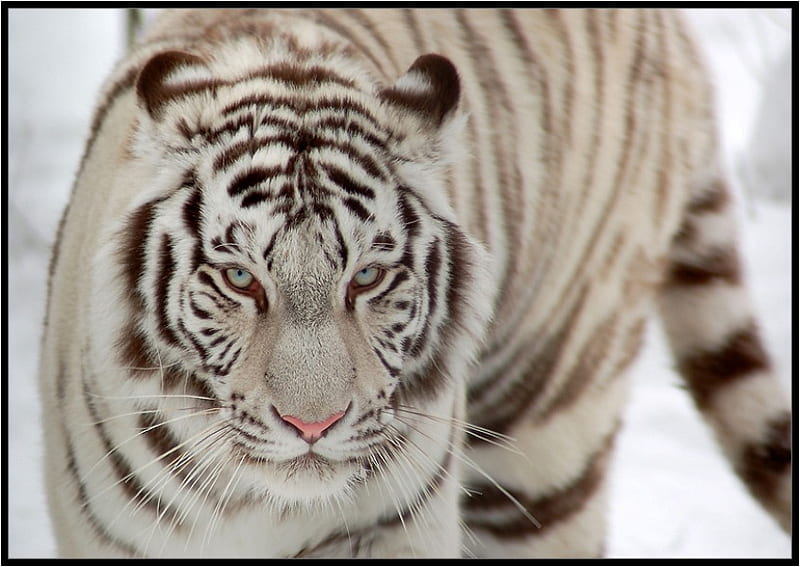 WHITE TIGER, WHITE TIGER, white tiger, feline, wild, wildlife, tiger ...