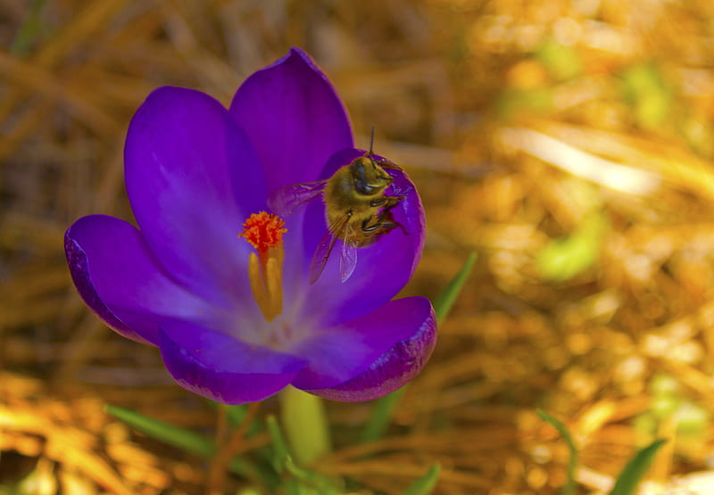 Crocus With Bee, garden, petals, blossom, purple, HD wallpaper