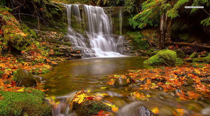 Early Autumn in the Forest, autumn, leaves, nature, forests, waterfalls, HD wallpaper