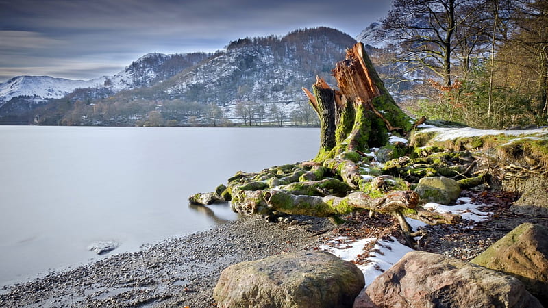 moss covered three stump on a lake shore, rocks, tree, shore, moss, lake, stump, HD wallpaper