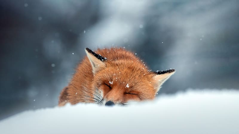 Red fox Sleeping in the snow Abruzzo Italy Bing, HD wallpaper
