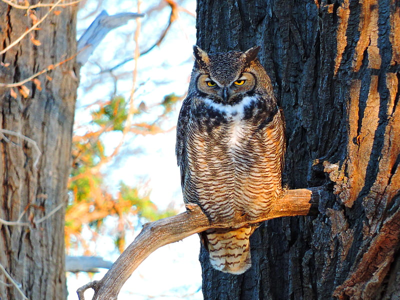 owl, bird, predator, glance, branch, HD wallpaper