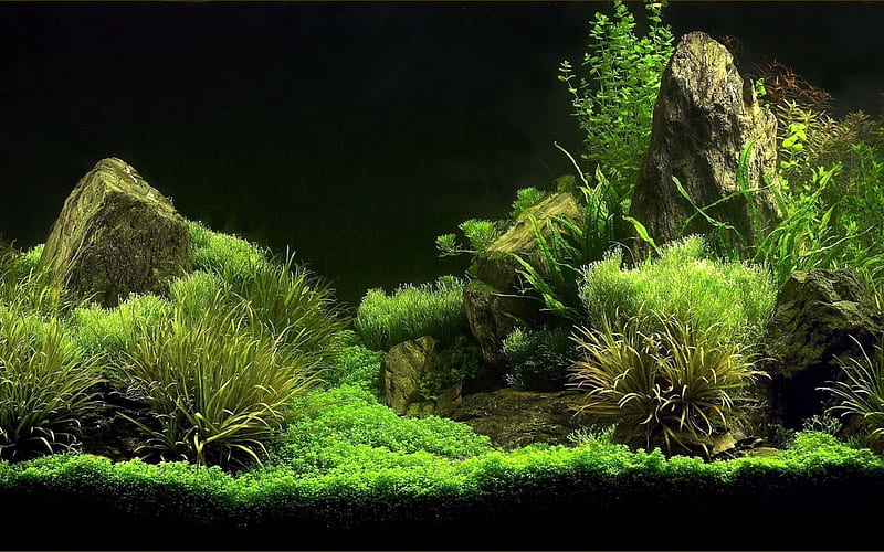 algae, aquarium, green algae, HD wallpaper