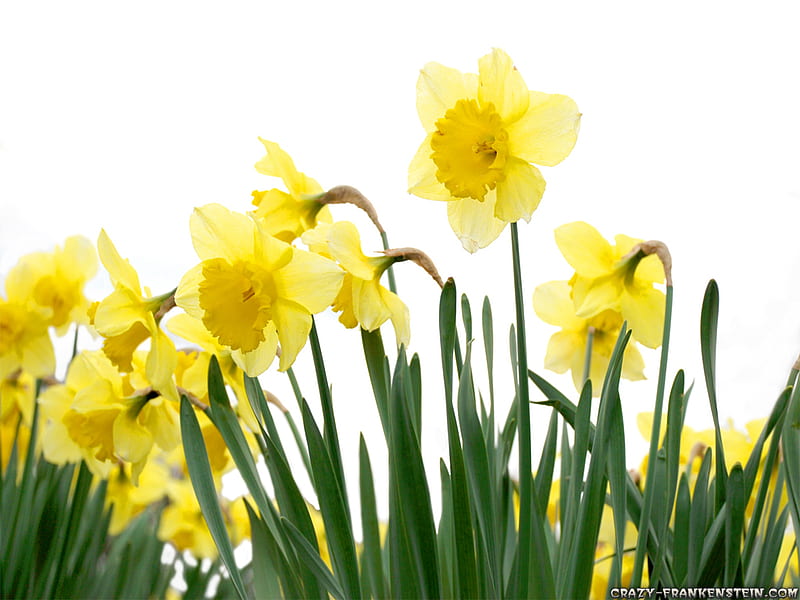 Yellow Narcissus, flower, yellow, narcissus, spring, HD wallpaper