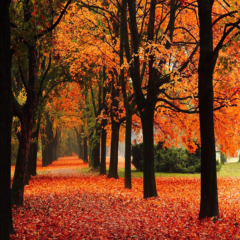Alley Trees Autumn, bonito, cute, look, nice, HD phone wallpaper | Peakpx