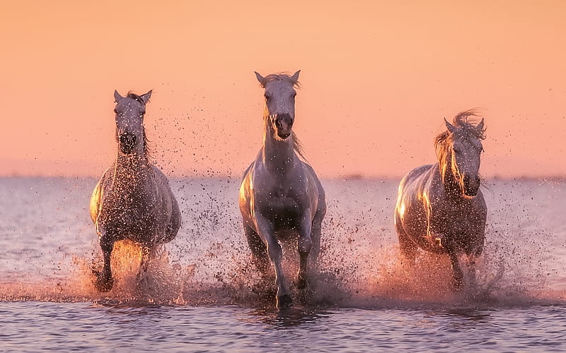 white horses, sunset, river, evening, horses, HD wallpaper