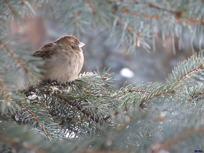 Sparrow Sitting on Branch, spurce, snow, nature, sparrow, trees, branch, HD wallpaper