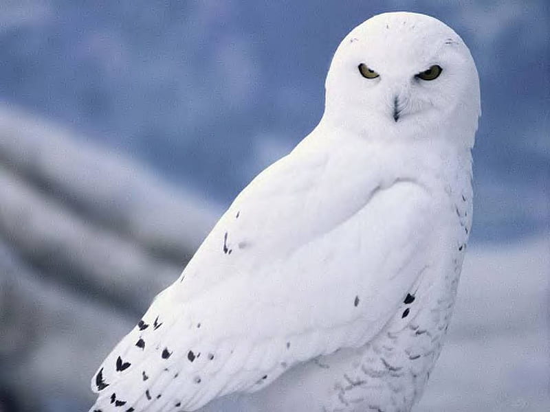 Snowy Owl, owl, nature, bird, animal, HD wallpaper