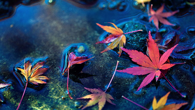 autumn, water, maple leaves, Flowers, HD wallpaper