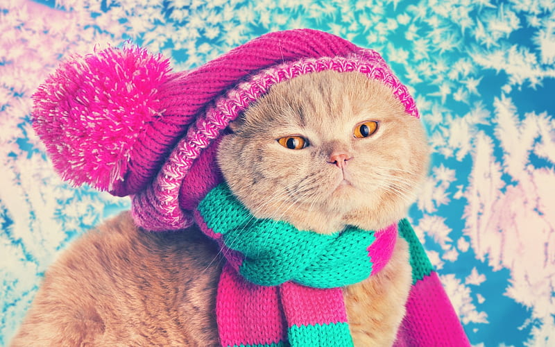 knitted hat, cat, scarf, HD wallpaper