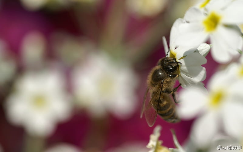 Bee honey- Flowers graphy, HD wallpaper