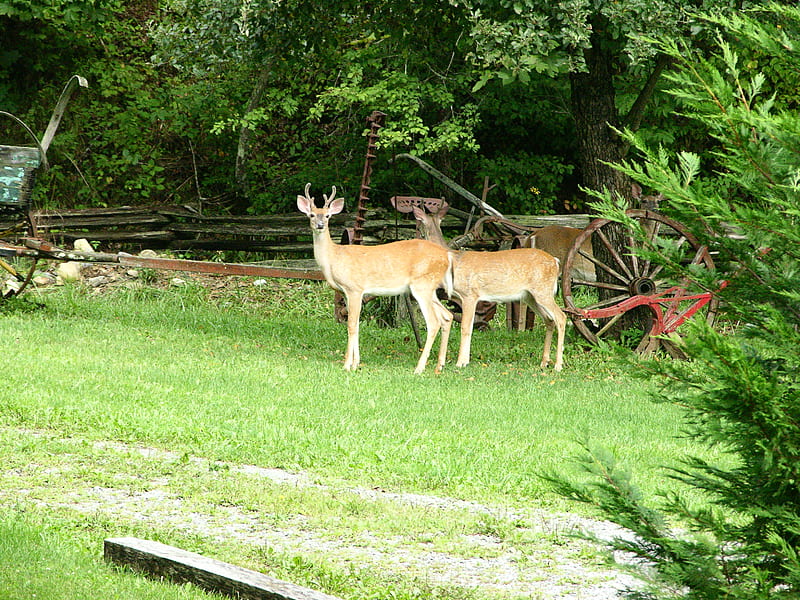 Back yard pets, back yard, nature, deer, HD wallpaper