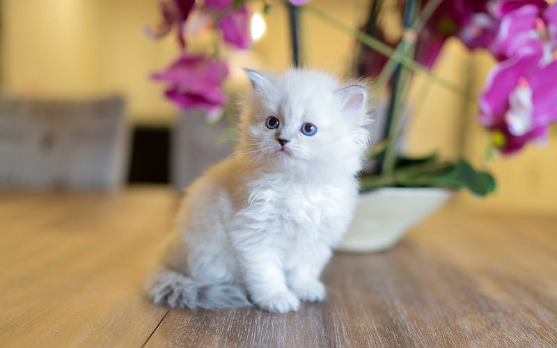 Siberian kitten, white fluffy kitten, small cat, cute animals, Siberian cat, HD wallpaper