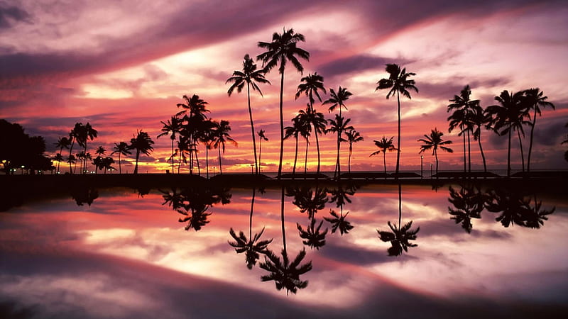 Coconut Trees With Reflection On Body Of Water MacBook, HD wallpaper