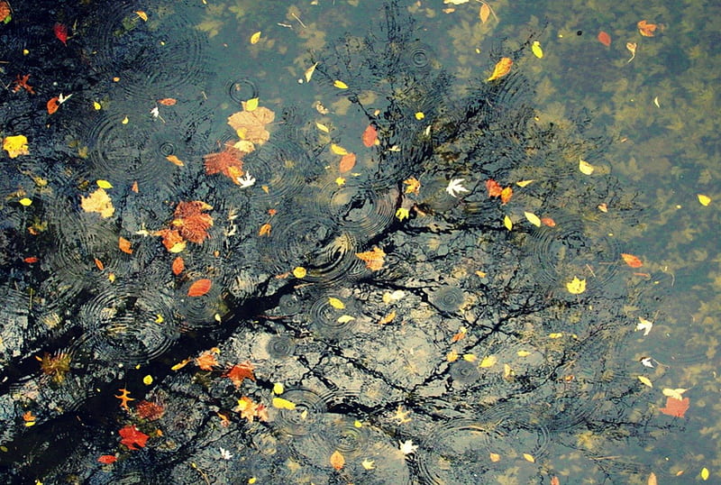  Lluvia, otoño, naturaleza, reflexión, Fondo de pantalla HD