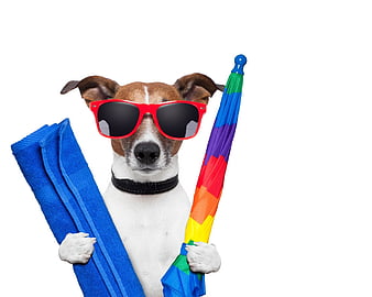 Jack Russell Terrier & Paws Umbrella