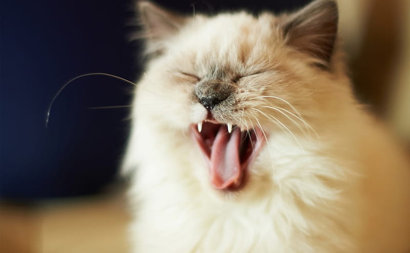 Cat, yawn, pussy, kitty, purr, animal, HD wallpaper