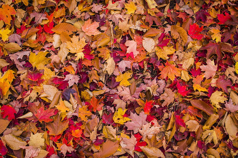 Foliage, leaves, autumn, macro, HD wallpaper | Peakpx