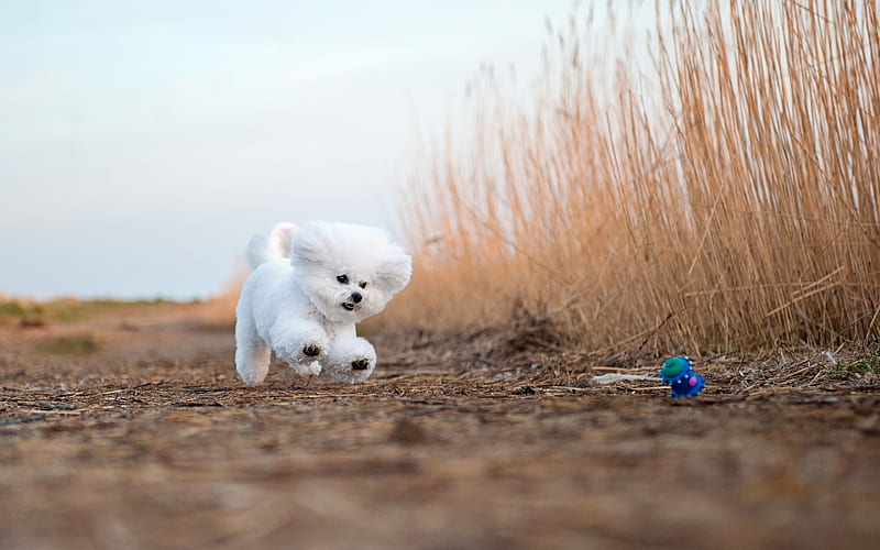 Bichon Frise, fluffy white dog, decorative dogs, pets, cute dogs, HD wallpaper