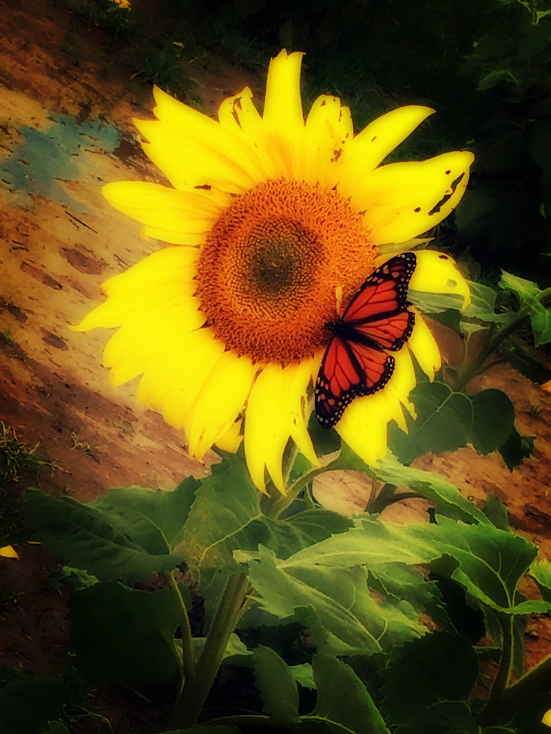 Sunflower, butterfly, HD phone wallpaper