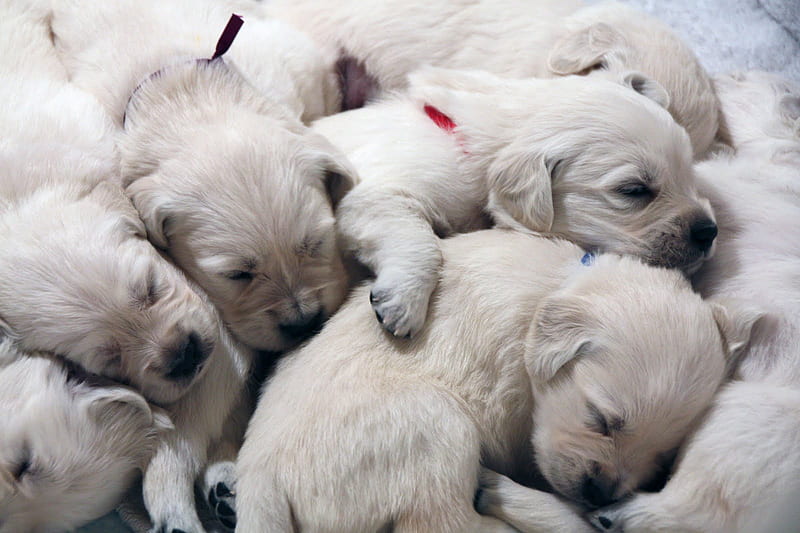 Dreaming the little dreams that puppies do, wonderful, pupies, golden,  together, HD wallpaper | Peakpx