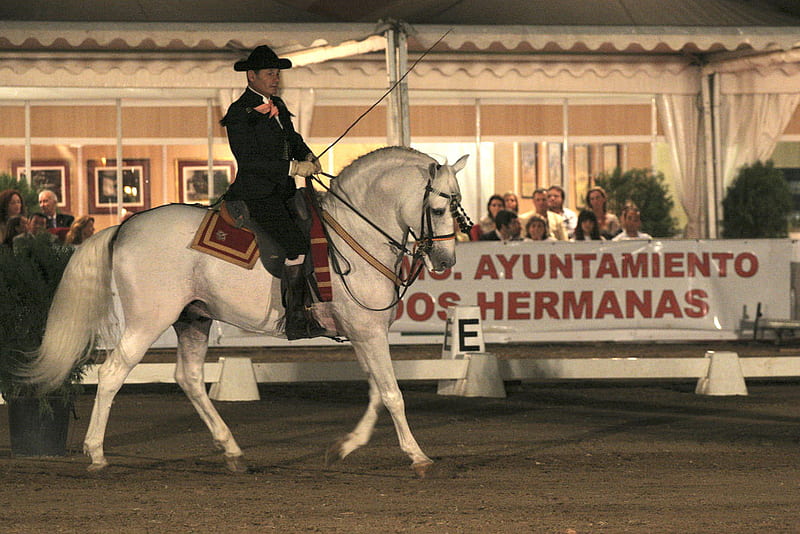 White Andalusian, andalusian horse, carthusian horse, spanish horse, iberian horse, animals, horses, HD wallpaper