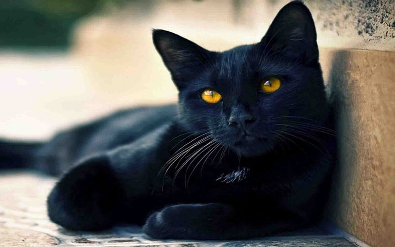BEAUTIFUL BLACK CAT, CAT, FELINE, SITTING, BEAUTIFUL, HD wallpaper | Peakpx
