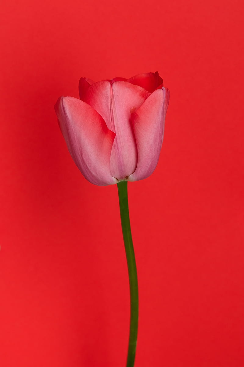 tulip, flower, red, HD phone wallpaper