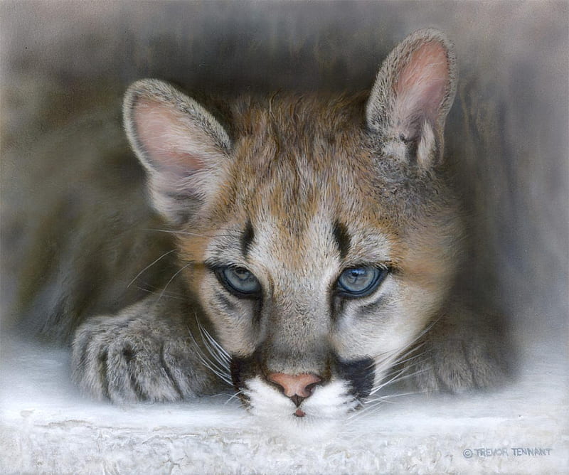 Cougar, markings, dangerous, forest, ears, striking, paws, young, mountains, wild, kitten, eyes, HD wallpaper