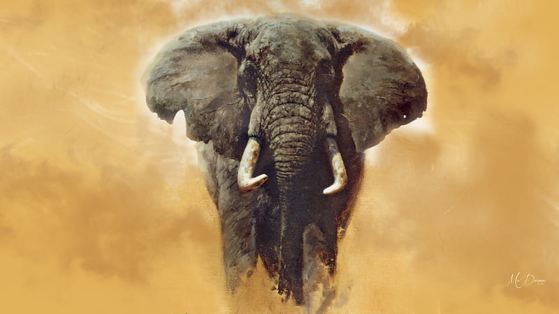 Elephant, endangered, tusks, dust, protect, HD wallpaper