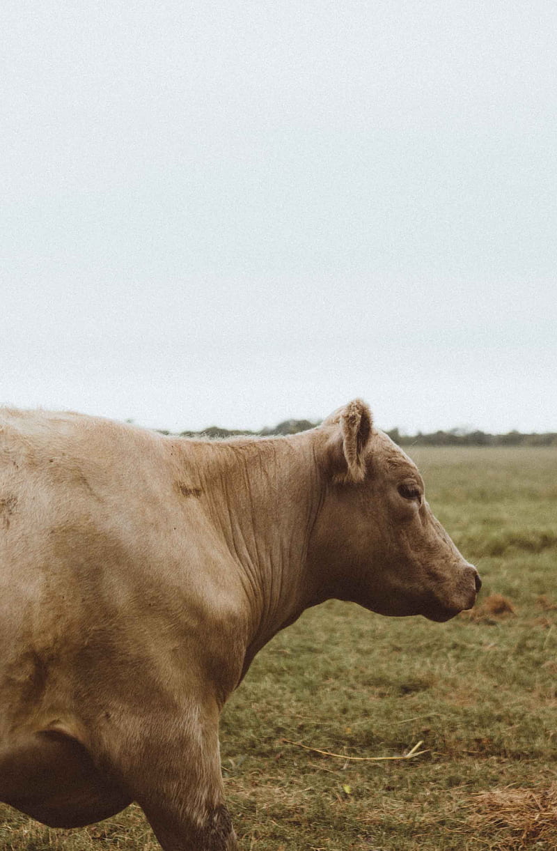 Brown cow in field, animals, no people, nobody, vertical, HD phone wallpaper