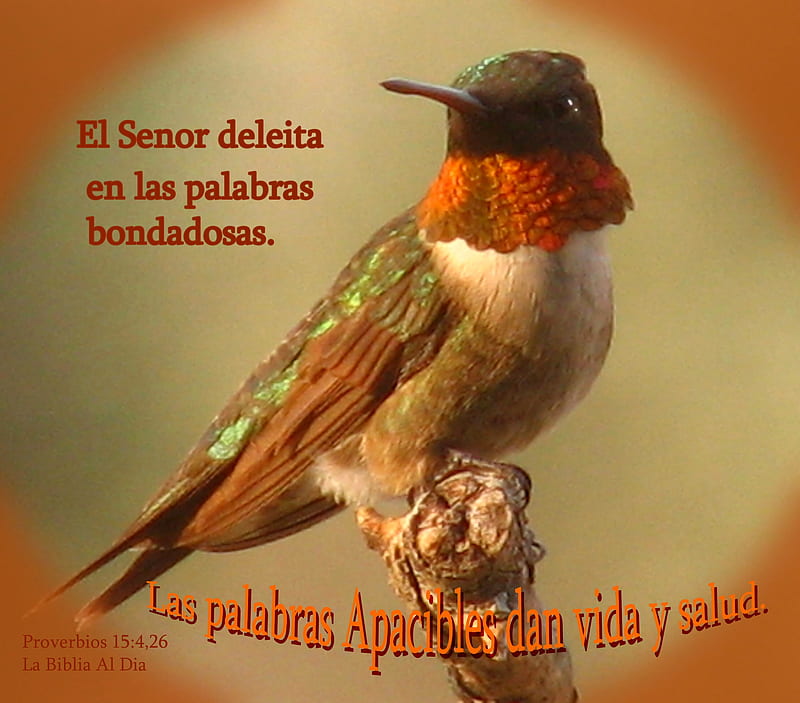Palabras Apacibles, Bible, Hummingbird, bird, bird on a perch, HD wallpaper