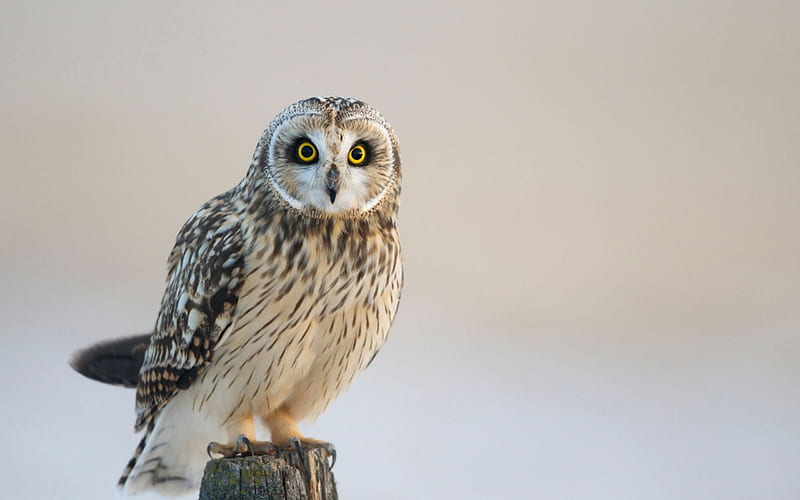 look, owl, night hunter, HD wallpaper