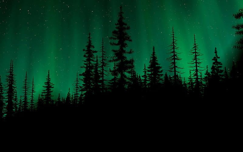 Dark Green Forest, Night Green Forest, HD wallpaper