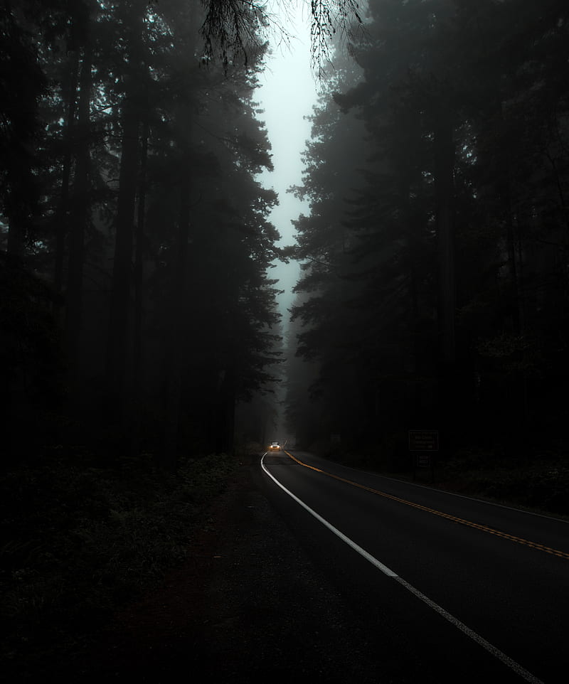 forest, trees, mist, faded, dark, car, HD phone wallpaper
