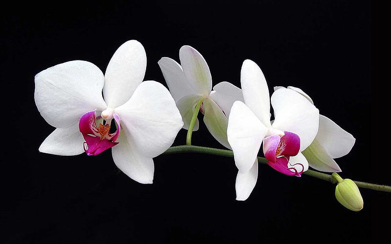 White Orchid, bloom, cyclamen, centre, flower, white, pink, stem, HD wallpaper