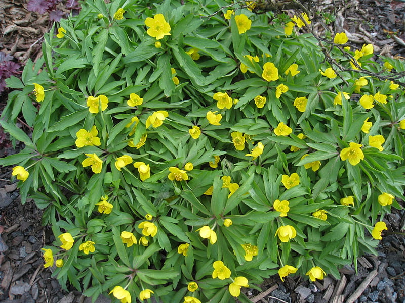 Yellow Anemone, green, flowers, yellow, spring, anemone, leaf, HD wallpaper